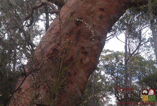 Please Help Save Kariong