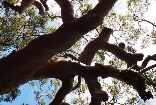 Kariong Calling: Event Replays