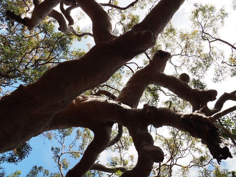 Grandmother Tree