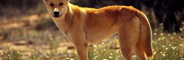 “DNA Study Proves Dingoes are NOT Related to Dogs – but Ignores Implications”
