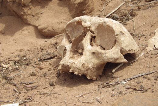 The “Star People” (Have Never Left)